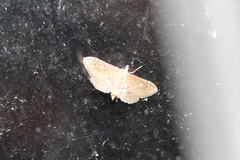Lamprosema