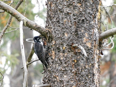 Picoides dorsalis