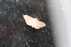 Lamprosema