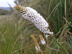 Epacris lanuginosa