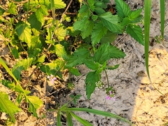Lantana achyranthifolia