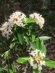 Pimelea longifolia