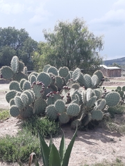 Opuntia robusta