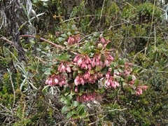 Vaccinium floribundum