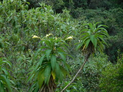 Siphocampylus giganteus