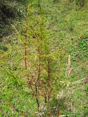 Hypericum laricifolium