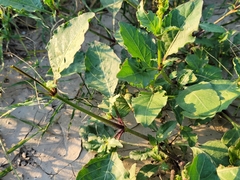 Lantana achyranthifolia