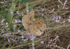 Hyponephele lupinus