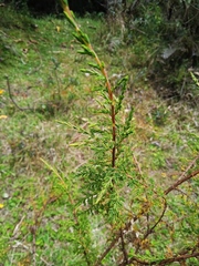 Hypericum laricifolium
