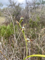 Lyperanthus serratus
