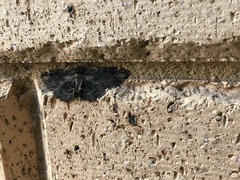 Melanodes anthracitaria