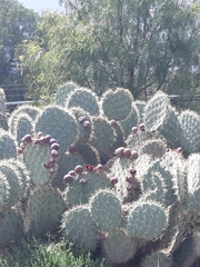 Opuntia robusta