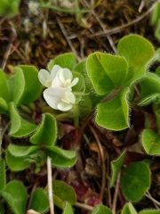 Trifolium subterraneum