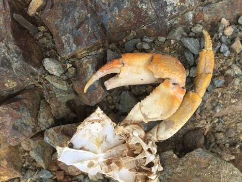 Potamon ibericum