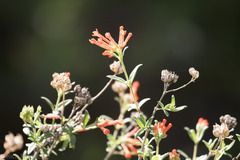 Bouvardia ternifolia