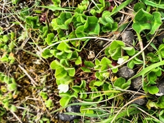 Trifolium subterraneum