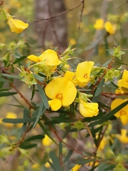 Pultenaea flexilis