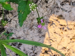 Lantana achyranthifolia