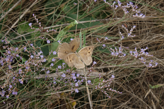 Hyponephele lupinus