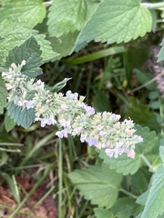 Nepeta