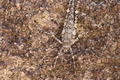 Phricta spinosa