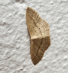 Scopula perlata