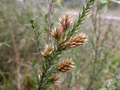 Epacris lanuginosa
