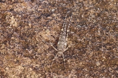 Phricta spinosa