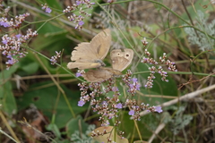 Hyponephele lupinus