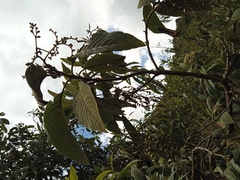 Tournefortia fuliginosa