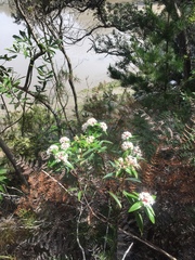 Pimelea longifolia