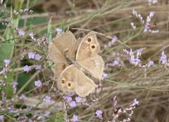 Hyponephele lupinus