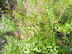 Cestrum