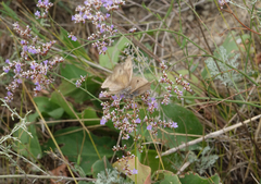 Hyponephele lupinus