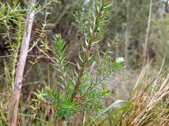 Epacris lanuginosa