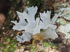 Tremella