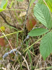 Rubus semisetosus