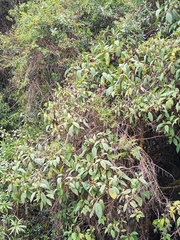 Tournefortia fuliginosa