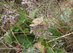 Hyponephele lupinus