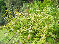 Cestrum