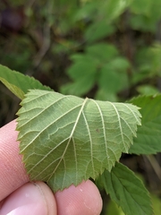 Rubus semisetosus