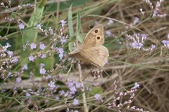 Hyponephele lupinus