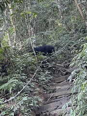 Ursus thibetanus formosanus