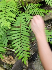 Pteris tripartita