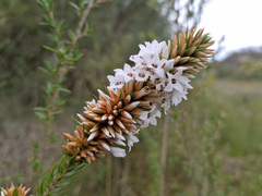Epacris lanuginosa