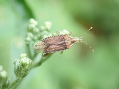 Harmostes fraterculus