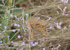 Hyponephele lupinus