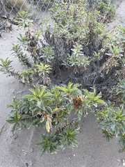 Grindelia patagonica