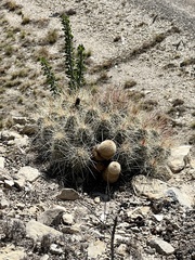 Echinocereus stramineus