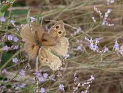 Hyponephele lupinus